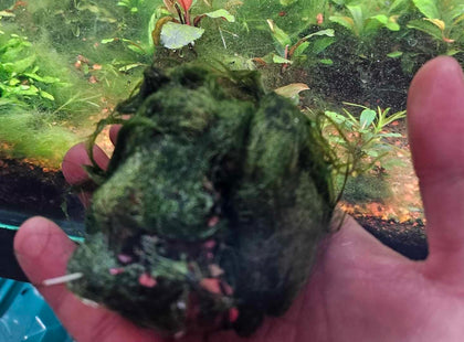 Dealing with Algae in Your Aquarium: A Beginner's Guide