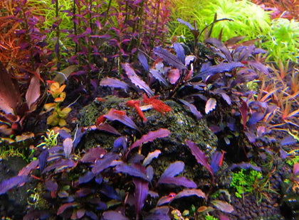 Understanding Bucephalandra: A Guide for Aquarium Enthusiasts