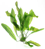 Aponogeton Madagascariensis (Narrow leaf)
