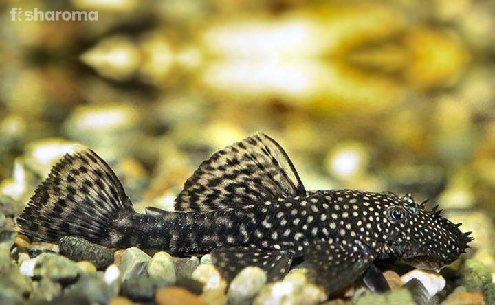 Bristlenose catfish