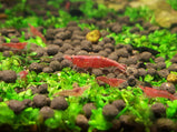 Red Cherry Shrimp- 1.5cm