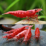 Red Cherry Shrimp- 1.5cm