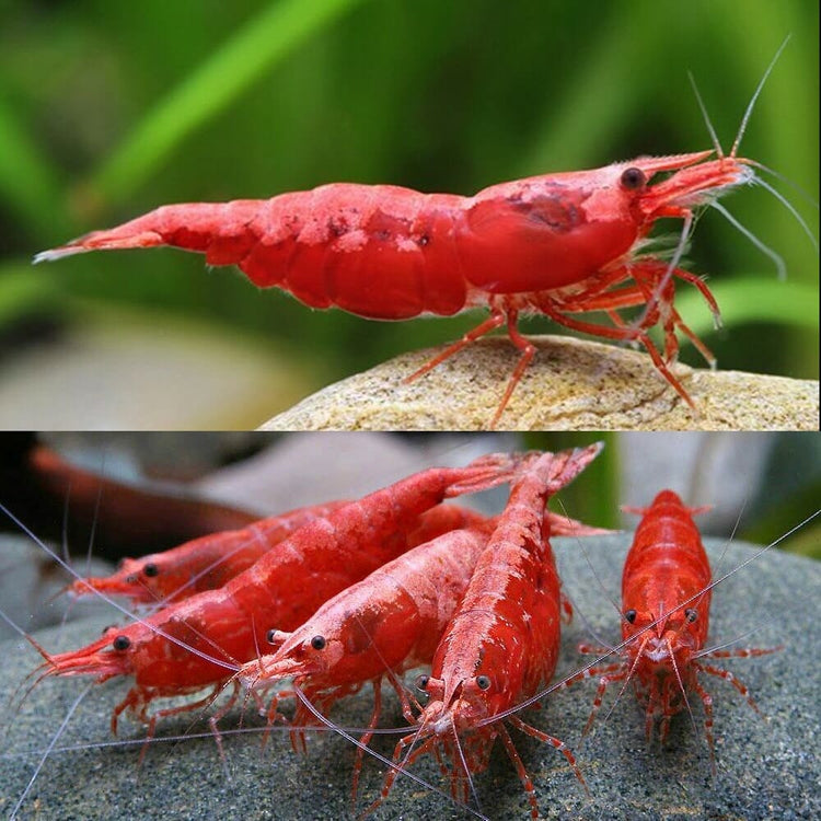 Red Cherry Shrimp- 1.5cm