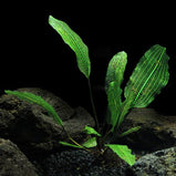 Aponogeton Madagascariensis (Narrow leaf)