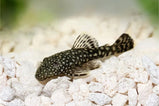 Bristlenose catfish