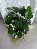 Anubias Coffeefolia