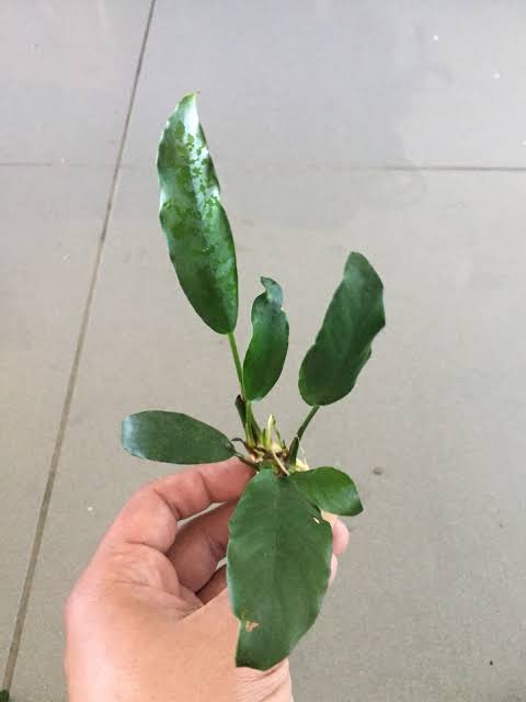 Anubias Afzelli