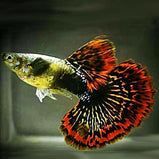 Red Dragon Guppy in Pair