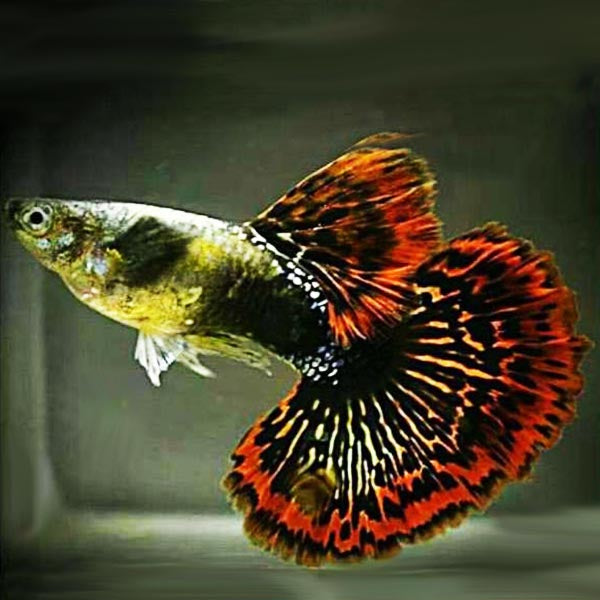 Red Dragon Guppy in Pair