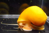 Apple Snail - Mystery Snail