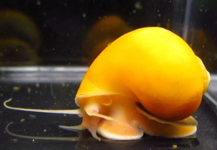 Apple Snail - Mystery Snail