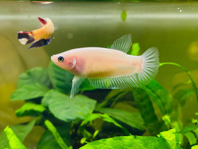 Cello Koi Betta- Unsex