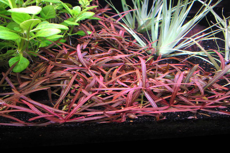 Hygrophila Lancea-SUBMERGED