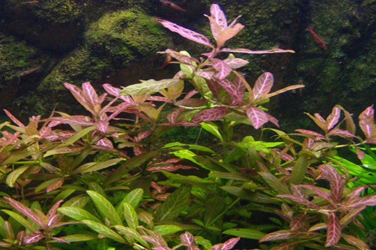 Hygrophilla polysperma (Hygrophila ‘Sunset’)