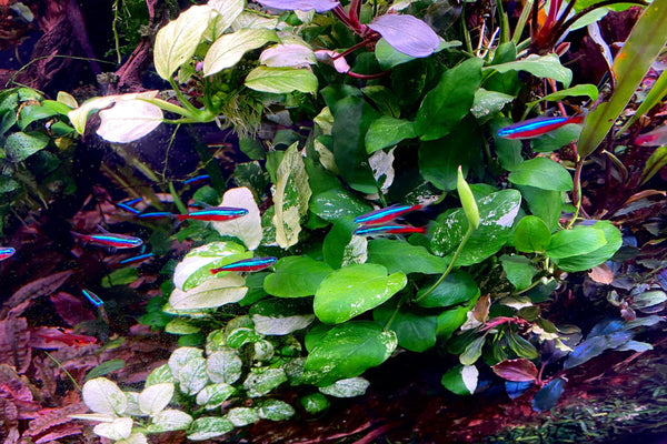 Anubias Panda, rare anubias, anubias white panda, rare plants