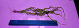 Helanthium Vesuvius