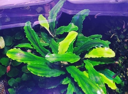 Melon Buce – Duckaroo