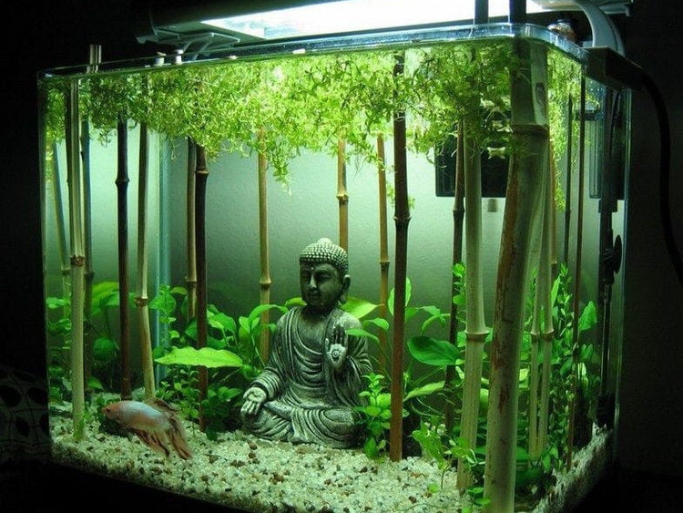 Tank Set Up-Starter Package