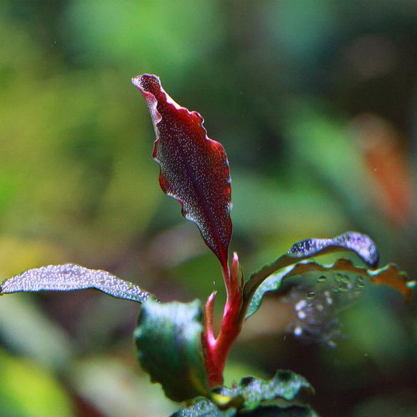 水草 Bucephalandra sp.brownie Ghost bukitbiru 4_-1_grande.jpg?v=1640243164