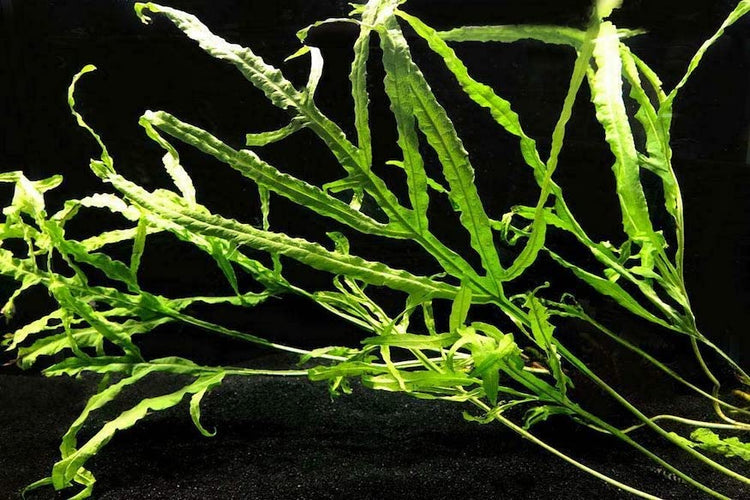 Microsorum Pteropus 'Trident' Java Fern