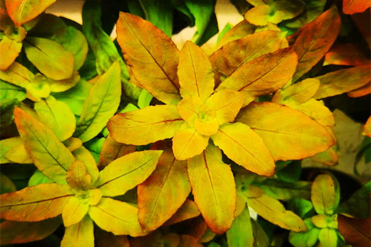 Ludwigia sphaerocarpa- "Super rare"