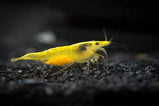 Yellow Shrimp