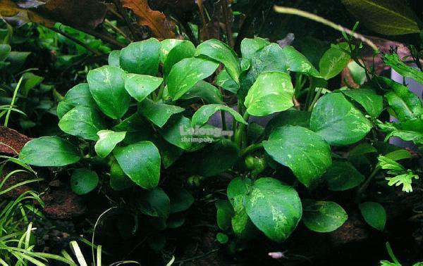 Anubias Marble RARE - SUBMERSED