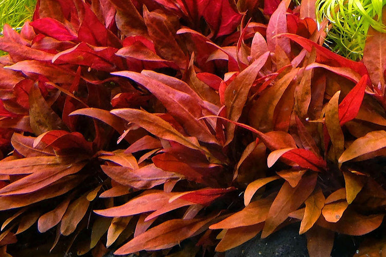 Alternanthera Reineckii - Live Aquarium Plant Fish Tank