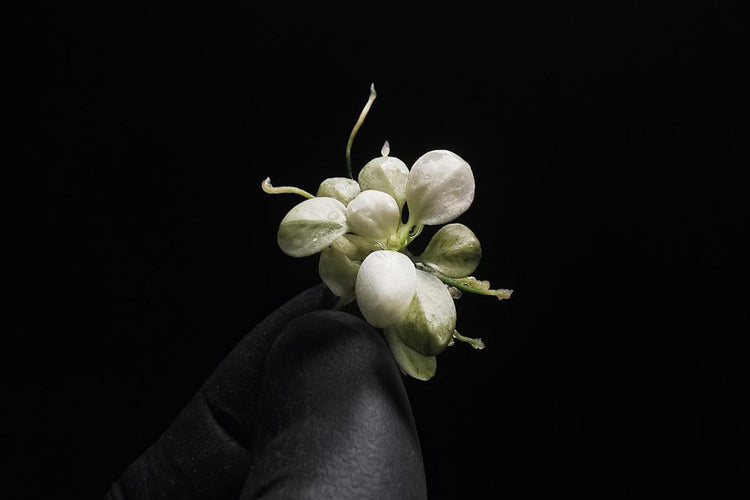 Anubias barteri var. nana "Snow White"