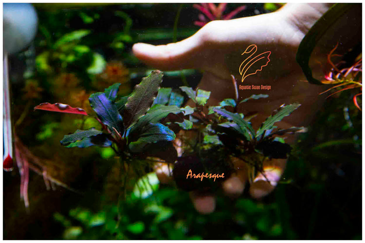 Buce Arabesque - RARE, Fully Submersed Grown.