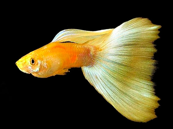 24k Full Gold / Golden Dragon Guppy - (Pair)