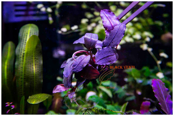Buce Black venti – Duckaroo
