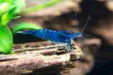Blue Shrimp 1cm