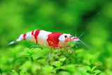 Red Crystal Shrimp