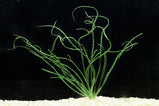 Crinum calamistratum