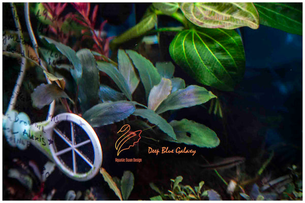 DeepBlueGalaxy_grande.jpg?v=