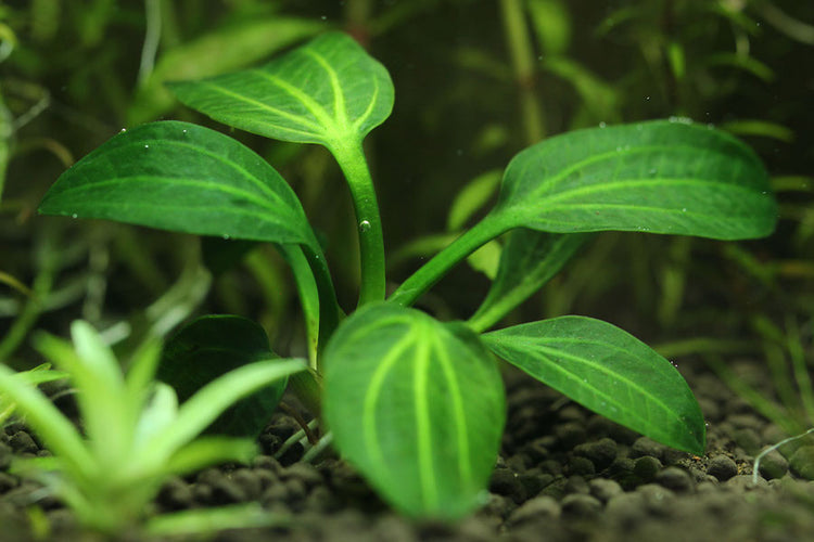 Echinodorus Iguazu 09