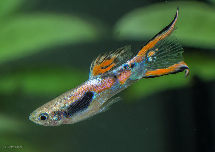 Endler Guppy Assorted - Fries (around 1cm)