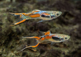Endler Guppy Assorted - Fries (around 1cm)