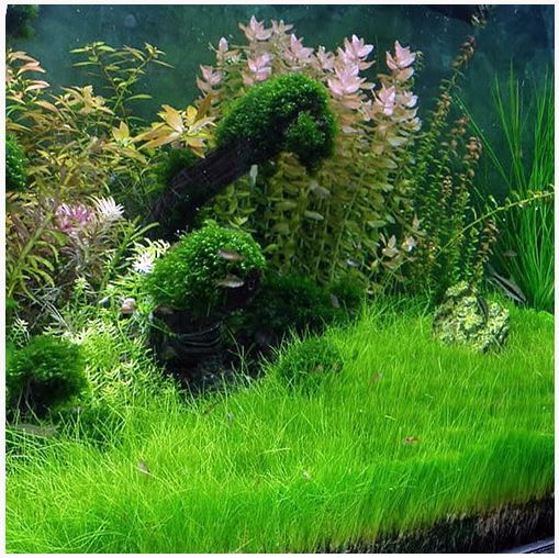 Hair Grass
