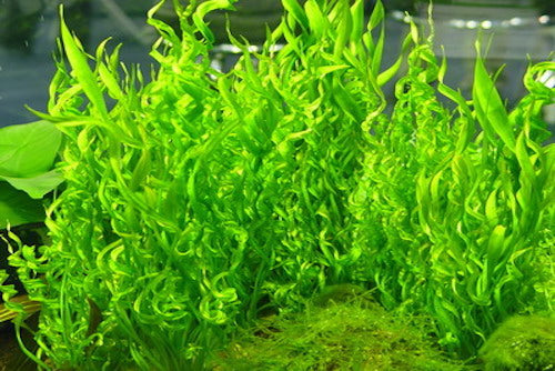 Helanthium Vesuvius