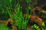 Helanthium Vesuvius