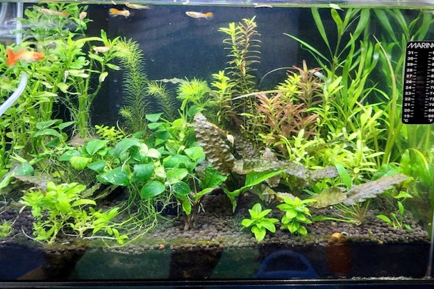 Tank Set Up -Enthusiast Package