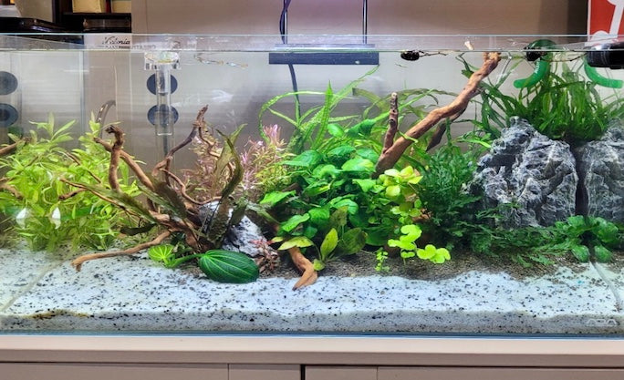 Tank Set Up - Duckaroo Signature