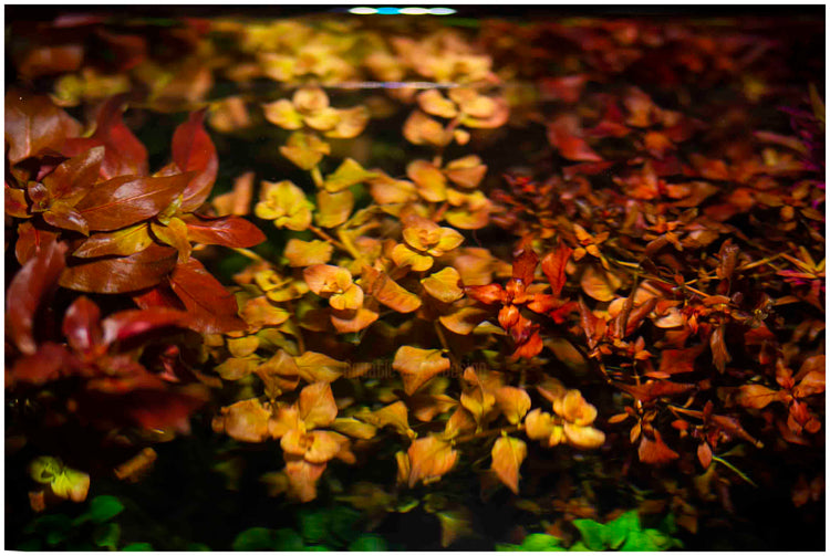 Ludwigia Ovalis