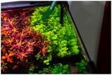 Rotala Blood Red