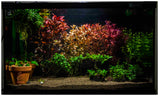 Ludwigia Rubin