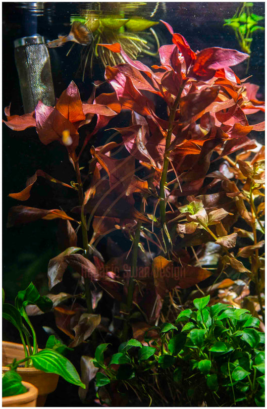 Ludwigia Rubin