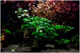 Anubias Pinto
