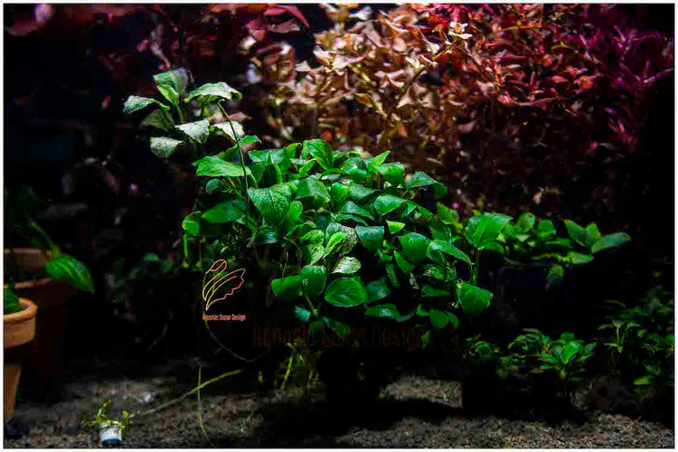 Anubias Pinto